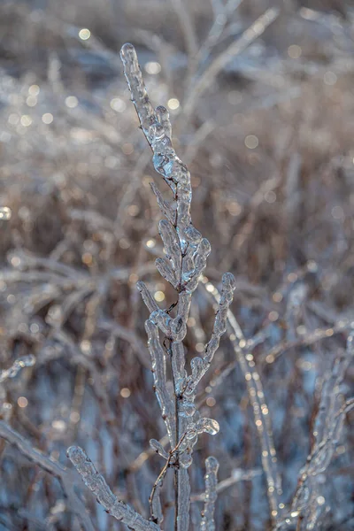 Dry Grass Blades Encased Ice Freezing Rain Storm — Stock Photo, Image