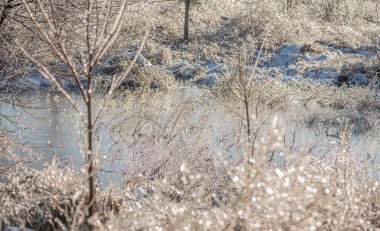 Buz kaplı ağaç dalları dondurucu bir yağmur fırtınasından sonra