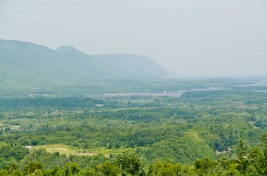 Cape Breton Highlands Ulusal Parkı 'ndaki Spruce Ormanı