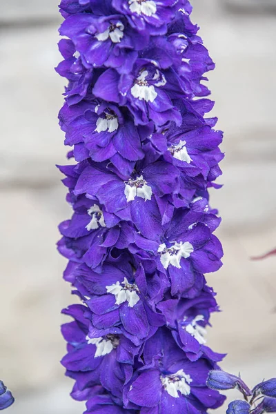 Blue Delphinium Stone Background Sunny Day — Stock Photo, Image