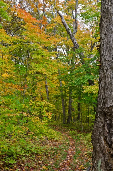 Падение Цветных Деревьев Парке Килларни Онтарио Канада — стоковое фото