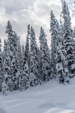 Banff Park 'taki Louise Gölü yakınlarındaki orman, Alberta, Kanada