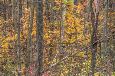 Toronto, Kanada yakınlarında sonbaharda park