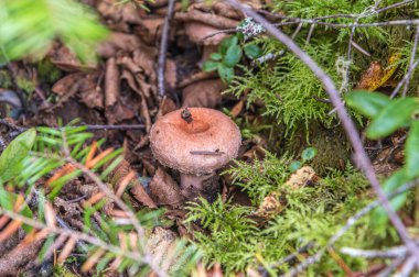 Kanada ormanlarında sonbahar zamanı yabani mantarlar.