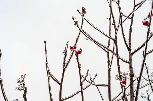 Brindilles Arbre Enfermées Dans Glace Après Une Tempête Pluie Verglaçante — Photo