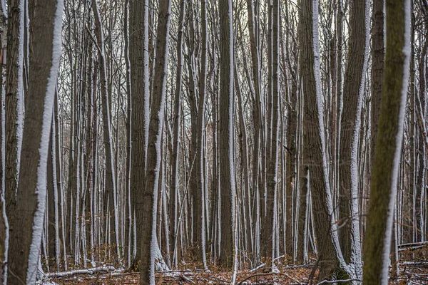 Снег Земле Лесу Зимой — стоковое фото
