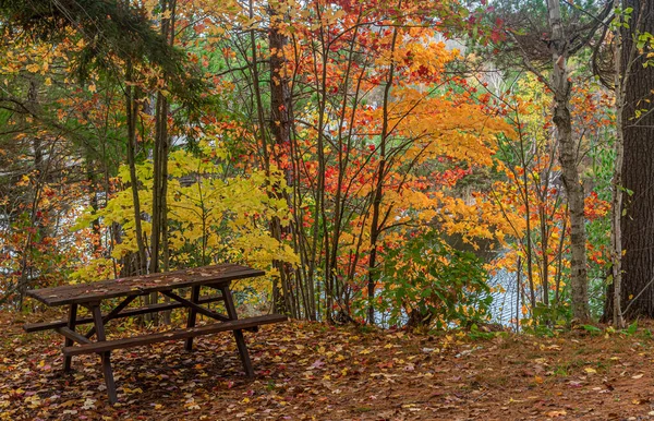 Arbres Colorés Dans Parc Killarney Automne Canada — Photo