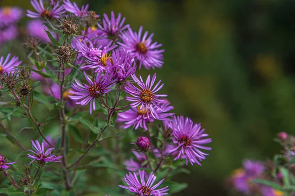 紫色の野生の花 ニューイングランド アスター Symphytrichum Novae Angliae アスター Novae Angliae ストックフォト
