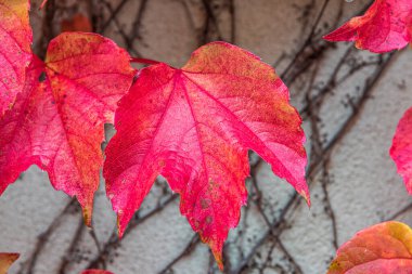 Koyu kırmızı Boston Sarmaşığı beyaz duvardan ayrılıyor