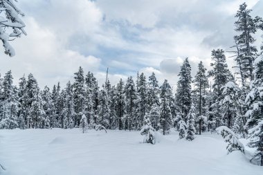 Banff Park 'taki Louise Gölü yakınlarındaki orman, Alberta, Kanada