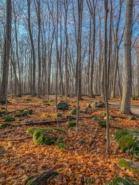 Sonbahar zamanında Innisfil, Kanada 'da renkli ağaçlar