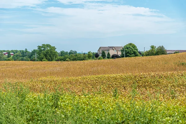 Boerderij Veld Blauwe Lucht Met Wolken Een Muskoka Zwitserland — Stockfoto