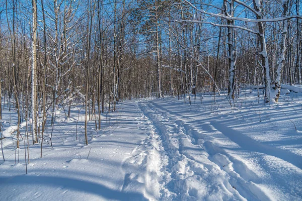 Alberi Terreno Sotto Neve Nella Soleggiata Giornata Invernale — Foto Stock