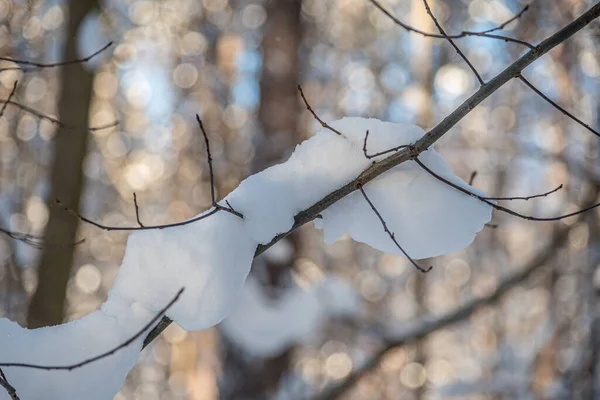 Ağaçlar Toprak Güneşli Kış Gününde Kar Altında — Stok fotoğraf