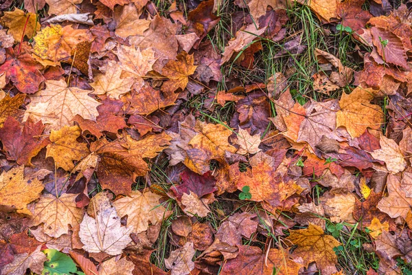 Bäume Und Blätter Kanadischen Wald Zur Herbstzeit — Stockfoto