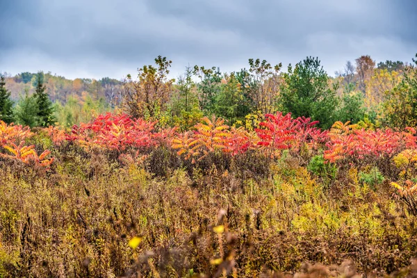 Skogsträd Buskar Och Gräs Våren Mulen Dag — Stockfoto