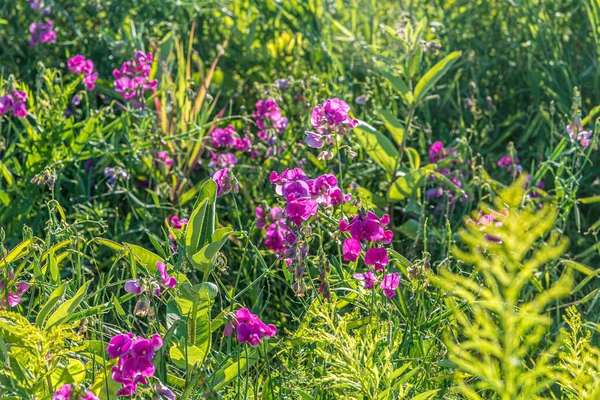 Lila Virágok Napsütéses Napokon Ősszel Ontario Kanada — Stock Fotó