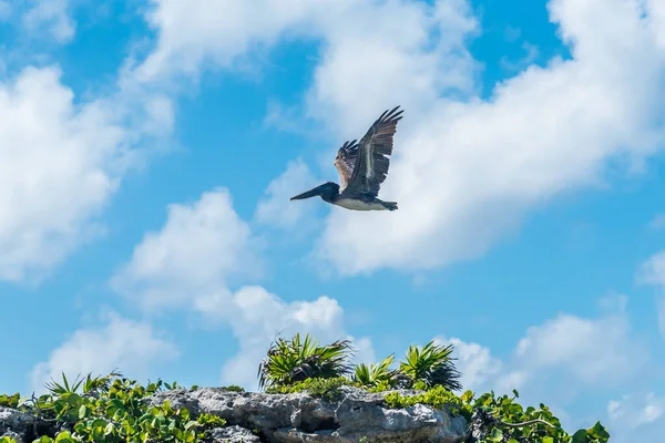 Pelicano Voando Sobre Costa Oceano Fundo Céu Azul — Fotografia de Stock