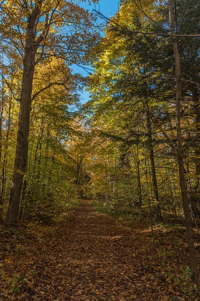 Φθινόπωρο Ηλιόλουστο Δάσος Στο Κεντρικό Οντάριο Καναδάς — Φωτογραφία Αρχείου