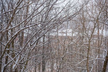 Kışın, bulutlu bir günde, kar altında orman