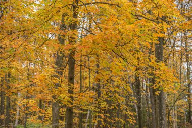 Toronto, Kanada 'da sonbahar zamanı