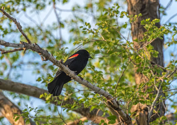 Red Winged Blackbird Agelaius Phoeniceus Spring Time — Zdjęcie stockowe