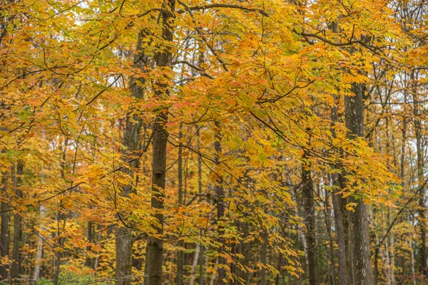 Toronto, Kanada 'da sonbahar zamanı
