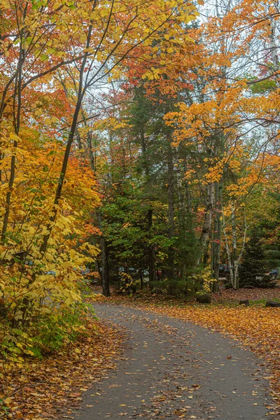Barevné Stromy Killarney Park Podzimním Čase Kanada — Stock fotografie