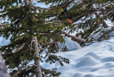 Kış tüylü Willow Ptarmigan Karlı, Alberta, Kanada
