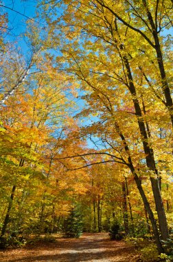 Parkta renkli ağaçlar var. Ontario, Kanada