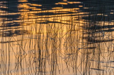 Grundy Lake Park, Kanada 'da orman gölü üzerinde gün batımı