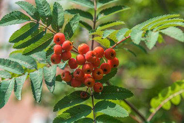 Dağ ağaçlarının kırmızı meyveleri ve yeşil yaprakları