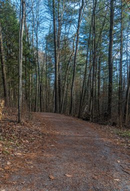Kışın yapraklar yerde, ormanda.