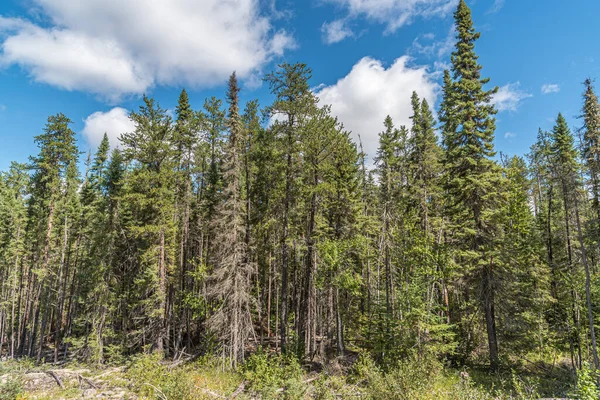 Landskap Med Skog North Ontario Förenta Staterna — Stockfoto