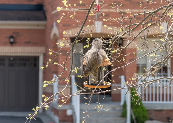 Squirrel Trying Eat Bird Food Bird Feeder — Stock Photo, Image