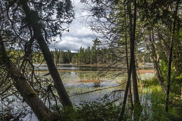 Lesní Jezero Létě Maskoka Kanada — Stock fotografie