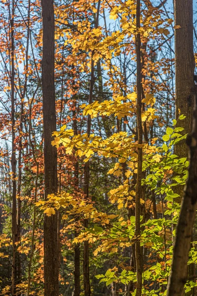 Forêt Ensoleillée Automne Dans Centre Ontario Canada — Photo