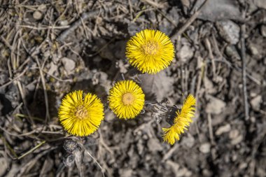Tussilago farfara, genellikle kahverengi zeminde Coltsfoot olarak bilinir..