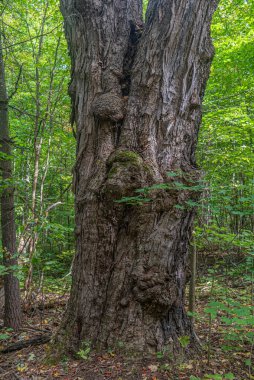 Orta Ontario, Kanada 'da güneşli bir yaz ormanı