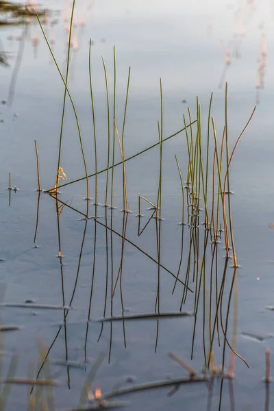 Piante Acquatiche Nel Lago Foresta Estate Grundy Lake Park Canada — Foto Stock