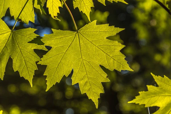 Gröna Lönnlöv Våren Kanadensisk Skog — Stockfoto