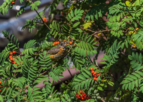 Czerwone Jagody Zielone Liście Drzewa Alpejskiego — Zdjęcie stockowe