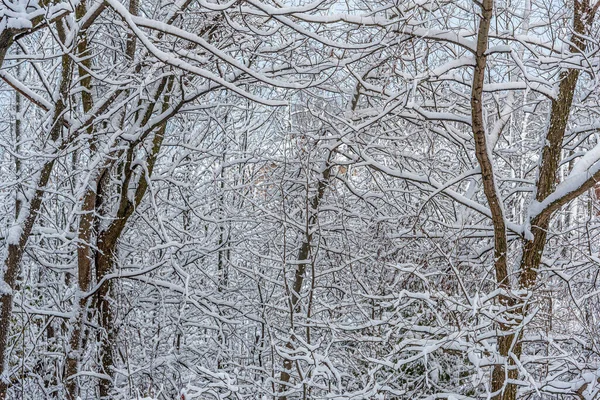 Зимний Снежный Лес Центральном Онтарио Канада — стоковое фото