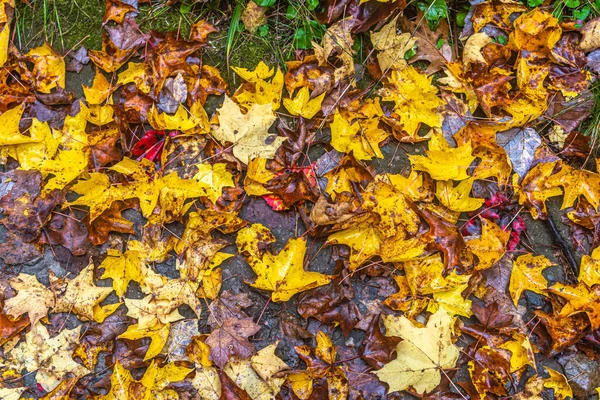 Bunte Bäume Killarney Park Herbst Kanada — Stockfoto