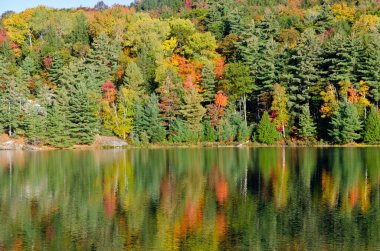 Killarney Park, Kanada 'da Orman Gölü' nün üzerinde gün doğumu