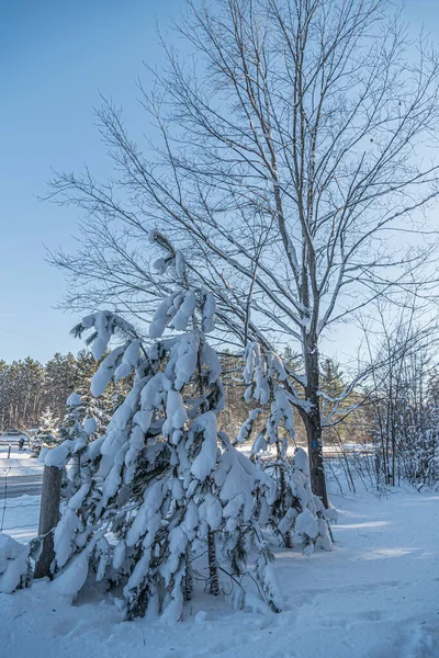 Drzewa Ziemia Pod Śniegiem Słoneczny Zimowy Dzień — Zdjęcie stockowe