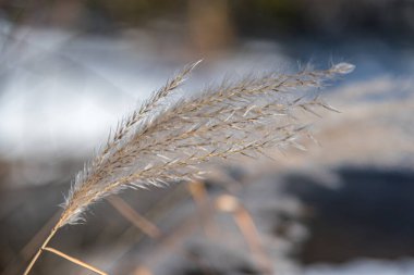 Güneşli kış gününde kabarık kuru çimenler