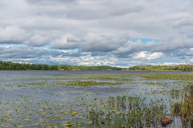 Yazın Maskoka, Kanada 'da Orman Gölü