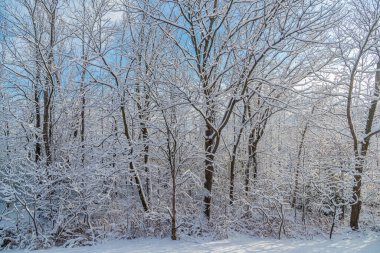 Orta Ontario, Kanada 'da kış ormanı