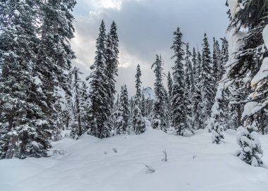 Banff Park 'taki Louise Gölü yakınlarındaki orman, Alberta, Kanada